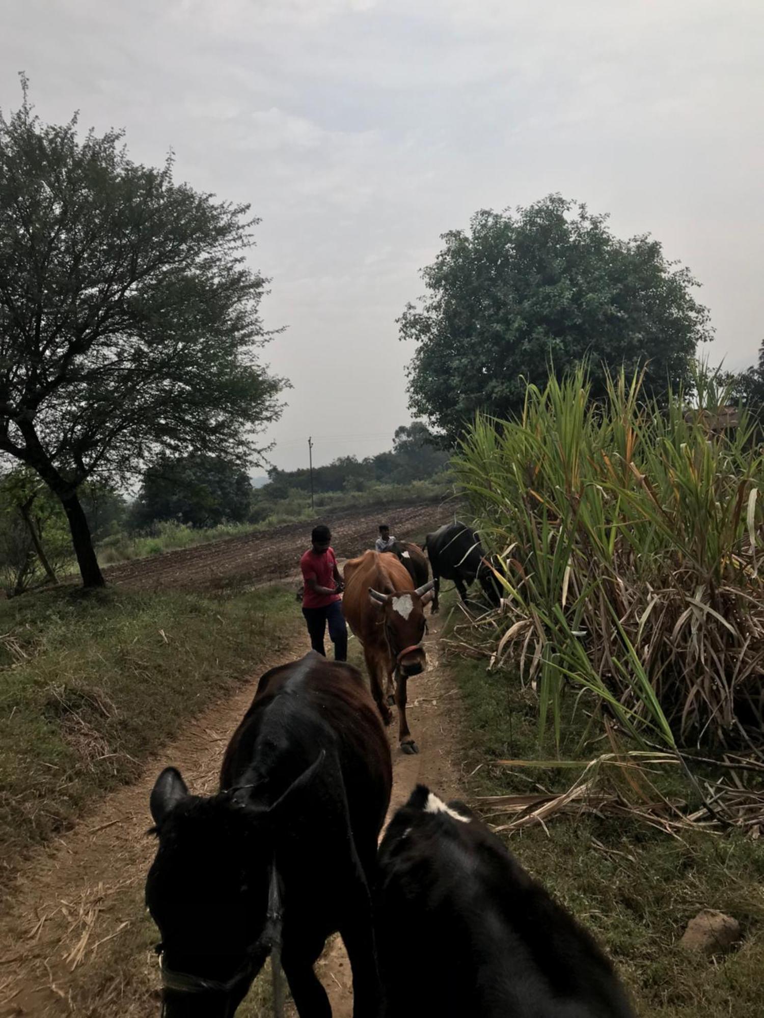 Ingawale Farmhouse Satara Luaran gambar